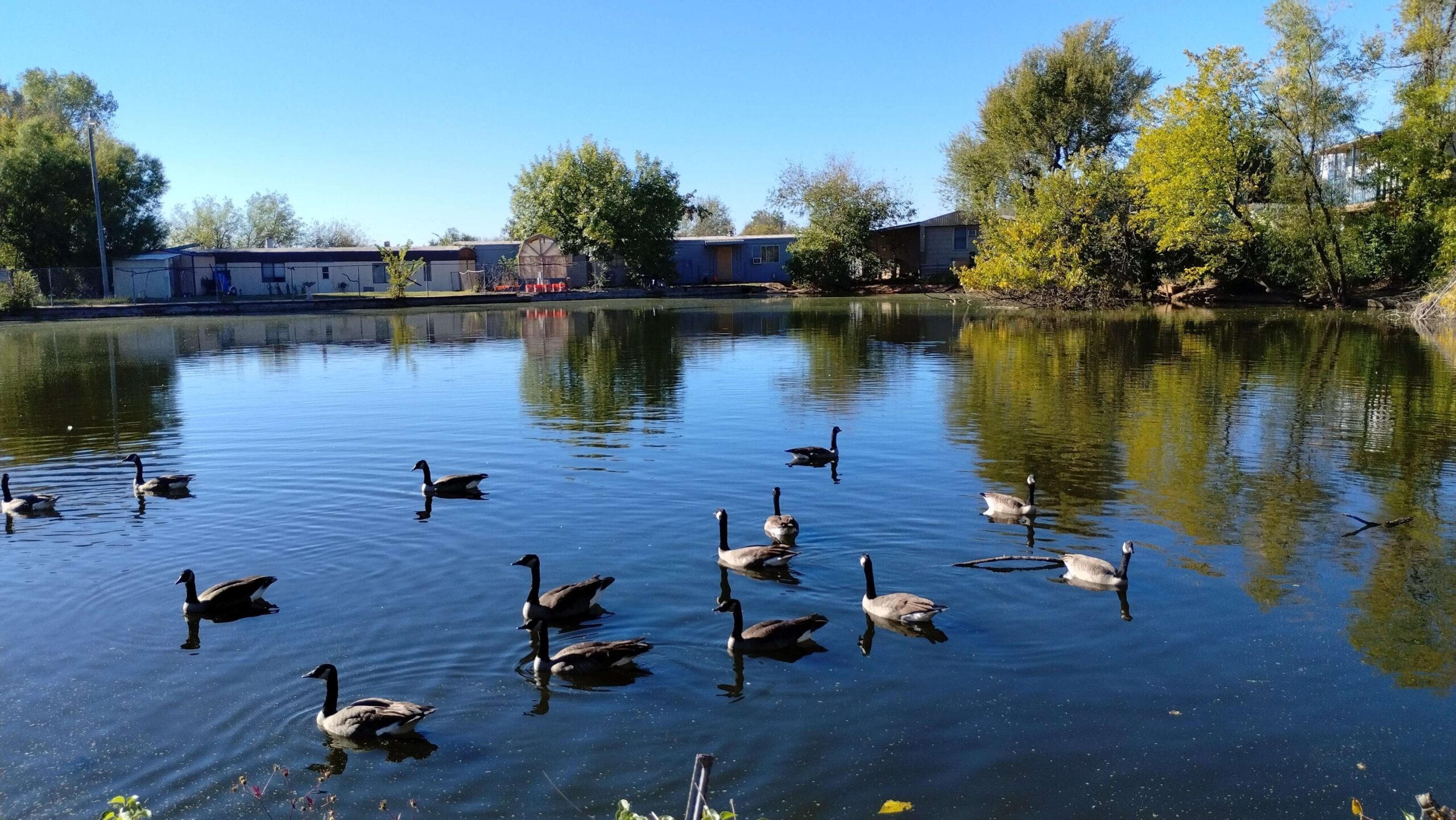 Pond